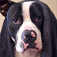 Dopey joined the competition — help win amazing prizes! dog, black_and_white, portrait, towel, chain_collar, close_up, pet, animal, indoors, face, canine, fur, ears, nostrils, expression, looking_at_camera, domestic_animal, cute, muzzle, whiskers