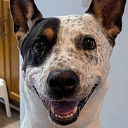 Luna joined the competition — help win amazing prizes! dog, pet, smiling, ears_up, black_and_white, indoor, close_up, canine, happy, animal, face, tongue, friendly, domestic_animal, fur, looking_at_camera, alert, muzzle, teeth, portrait