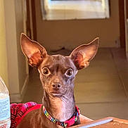 Brownie is registered to the contest to win money with this photo: dog, small_dog, pet, ears, collar, table, indoor, curious, brown_dog, wide_eyes, striped_cloth, water_bottle, closeup, animal, cute, alert, domestic_animal, canine, portrait, house