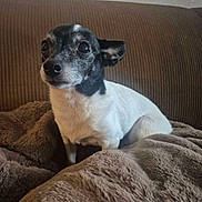 Jellybean joined the competition — help win amazing prizes! alert, animal, black_and_white, blanket, companion, couch, cozy, cute, dog, domestic_animal, ears, fur, home, indoor, mammal, pet, resting, sitting, small_dog, snout