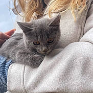 Aurea a rejoint le concours — aidez-le/la à gagner de superbes lots ! kitten, gray_cat, person, blonde_hair, fleece_jacket, blue_sleeve, holding, pet, cute, animal, fur, close_up, outdoor, soft_texture, resting, young_cat, cozy, warm, calm, curious
