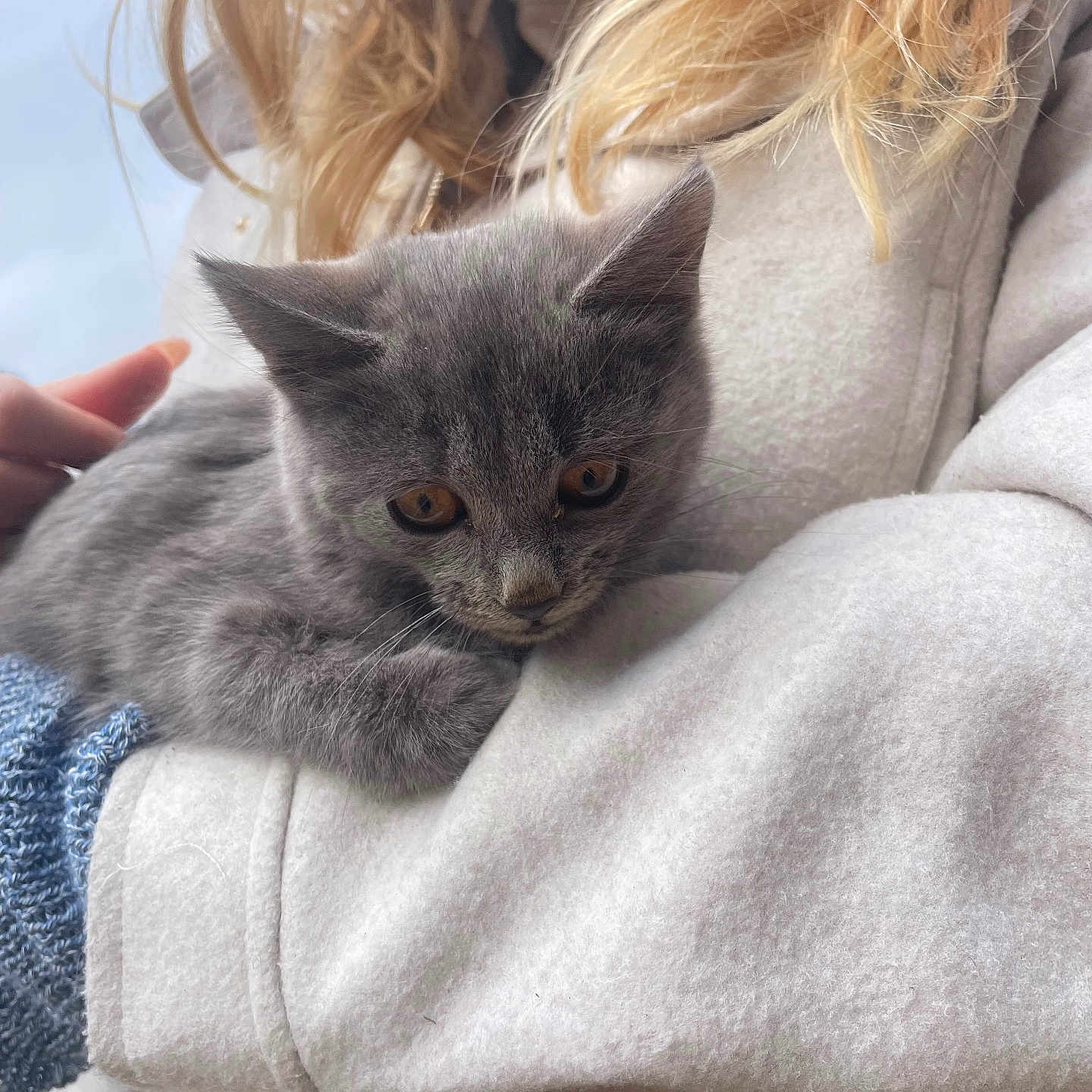 Aurea a rejoint le concours — aidez-le/la à gagner de superbes lots ! kitten, gray_cat, person, blonde_hair, fleece_jacket, blue_sleeve, holding, pet, cute, animal, fur, close_up, outdoor, soft_texture, resting, young_cat, cozy, warm, calm, curious