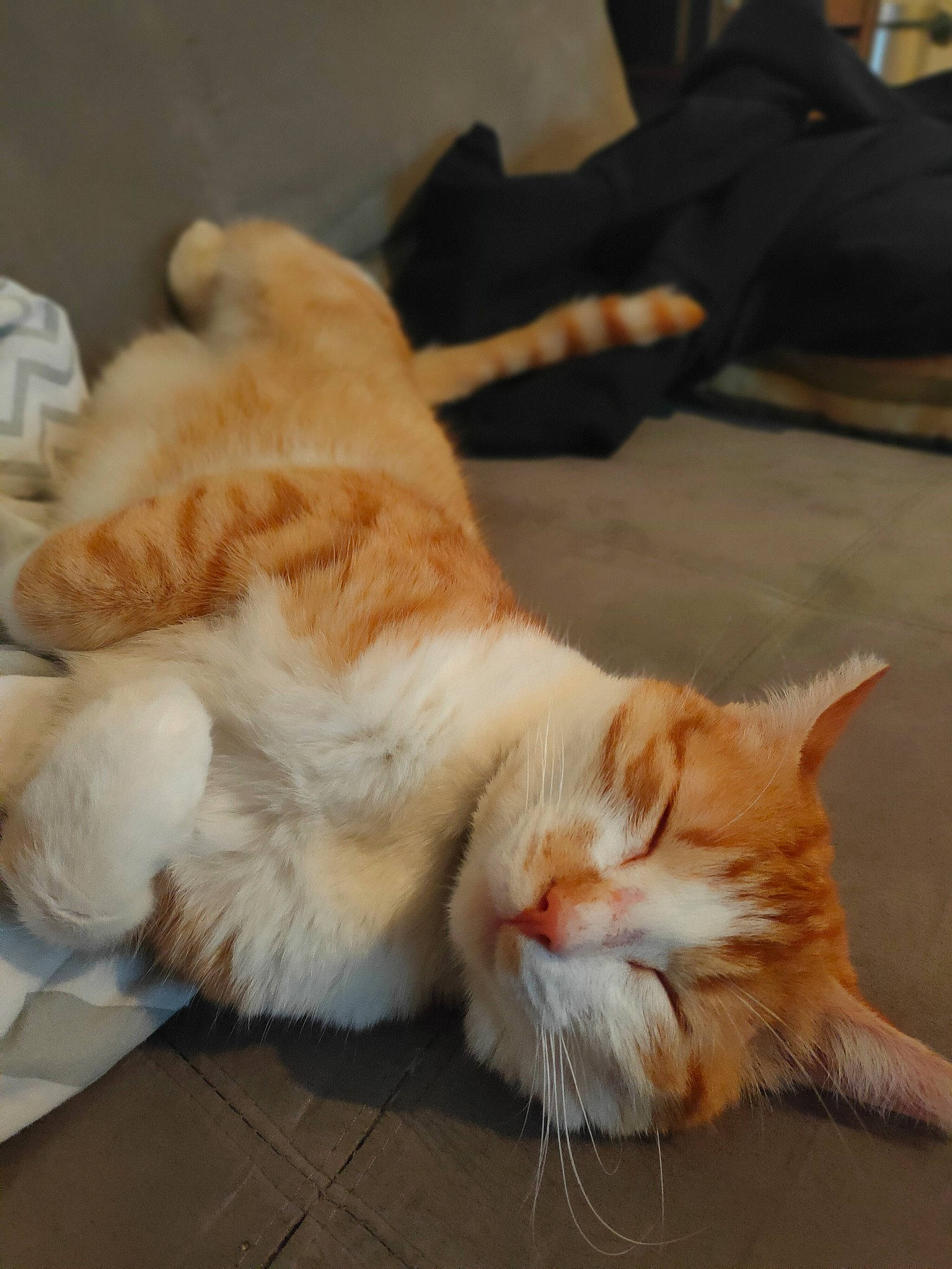 Garefild participe au concours pour gagner de l'argent avec cette photo : carnivore, cat, claw, comfort, companion_dog, domestic_short_haired_cat, fawn, felidae, flooring, fur, human_leg, nap, paw, sleep, small_to_medium_sized_cats, snout, tail, whiskers, wood