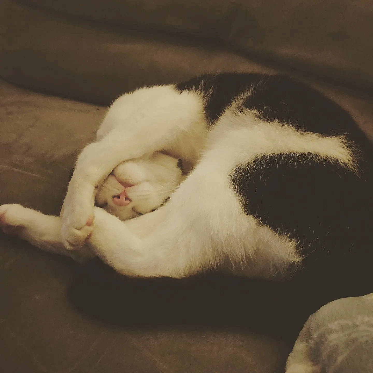 Félix participe au concours pour gagner de l'argent avec cette photo : canidae, carnivore, cat, claw, cloud, comfort, companion_dog, dog_breed, domestic_short_haired_cat, felidae, fur, linens, nap, paw, sky, small_to_medium_sized_cats, sporting_group, tail, terrestrial_animal, whiskers