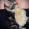 kitten, chick, animal, sleeping, cuddle, fur, feathers, cute, pet, closeup, snuggle, rest, companion, young, soft, warm, indoor, friendship, peaceful, adorable