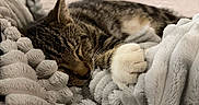 Luki joined the competition — help win amazing prizes! cat, tabby_cat, sleeping, blanket, cozy, paw, bedroom, soft_texture, fur, resting, indoor, closeup, pet, animal, relaxation, cute, napping, comfort, home, feline