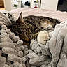 cat, tabby_cat, sleeping, blanket, cozy, paw, bedroom, soft_texture, fur, resting, indoor, closeup, pet, animal, relaxation, cute, napping, comfort, home, feline