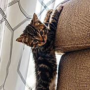 Luki is registered to the contest to win money with this photo: kitten, cat, couch, curious, hanging, indoor, window, curtains, pattern, brown, furniture, pet, playful, young, animal, claws, stretching, soft_light, home, cozy