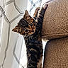 kitten, cat, couch, curious, hanging, indoor, window, curtains, pattern, brown, furniture, pet, playful, young, animal, claws, stretching, soft_light, home, cozy