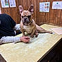 dog, french_bulldog, bulldog, pet, vet_clinic, examination_table, person_arm, hand, collar, paw, tongue, wrinkled_face, indoor, wood_paneling, poster, paperwork, countertop, leash, sitting, cute