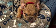 Scrappy Do Vasquez joined the competition — help win amazing prizes! dog, french_bulldog, puppy, blanket, bed, red_collar, paw_prints, cozy, indoor, lying_down, stare, snout, ears, pet, pet_bed, pattern, plush, couch, rug, carpet