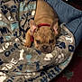 dog, french_bulldog, puppy, blanket, bed, red_collar, paw_prints, cozy, indoor, lying_down, stare, snout, ears, pet, pet_bed, pattern, plush, couch, rug, carpet
