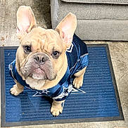 Scrappy Do Vasquez joined the competition — help win amazing prizes! dog, french_bulldog, pet, jersey, sports_jersey, dallas_cowboys, blue_mat, mat, indoor, floor, couch, ears, paws, closeup, portrait, sitting, looking_up, cute, wrinkled_face, adorable