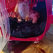 Achille participe au concours pour gagner de l'argent avec cette photo : animal, cat, cozy, curious, domestic_animal, fabric, feline, home, indoor, light, orange_cat, pet, pet_carrier, pink, plastic, relaxed, resting, sitting, white_cat, wooden_floor