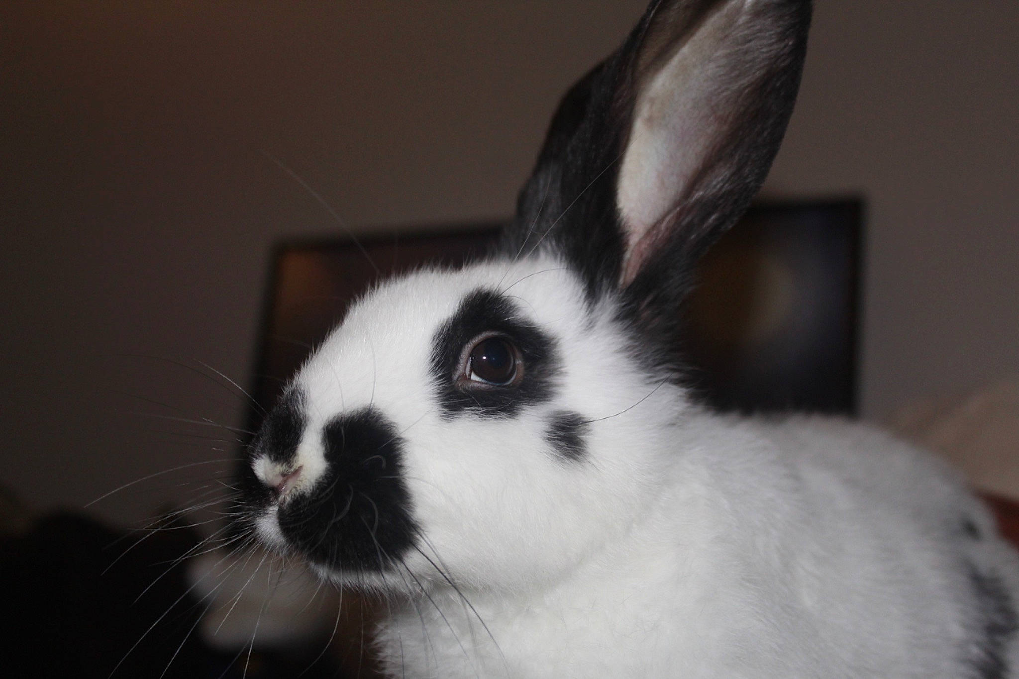 Petitcoeur a rejoint le concours — aidez-le/la à gagner de superbes lots ! black_and_white, domestic_rabbit, ear, fur, hare, mammal, rabbit, rabbits_and_hares, skin, snout, vertebrate, whiskers, wildlife