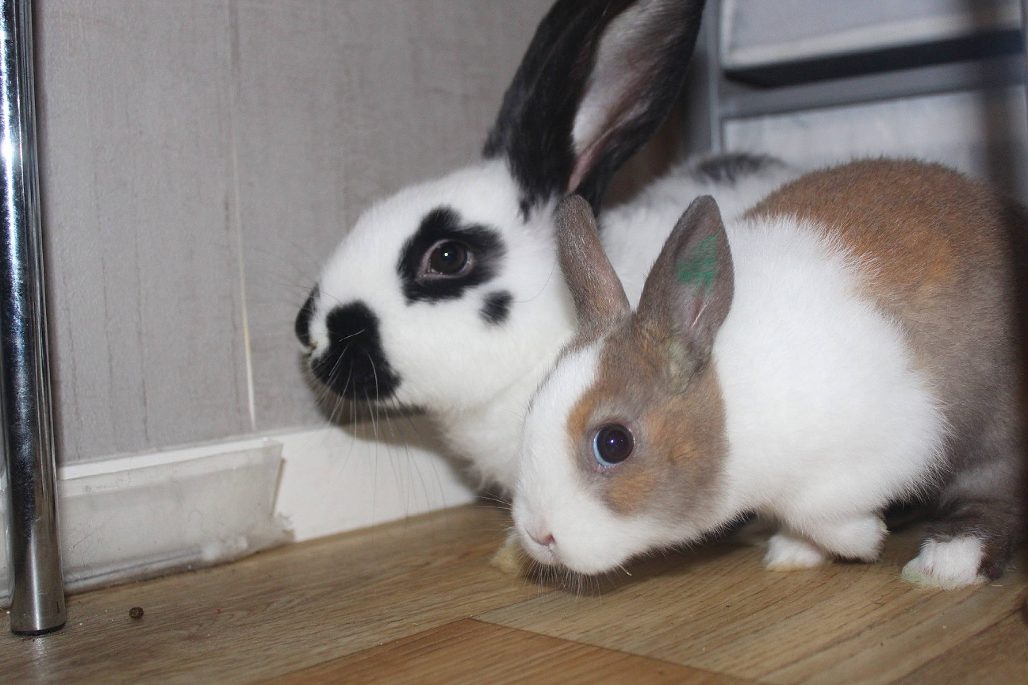 Petitcoeur a rejoint le concours — aidez-le/la à gagner de superbes lots ! animal_shelter, domestic_rabbit, ear, fawn, hare, mammal, organism, rabbit, rabbits_and_hares, skin, snout, vertebrate, whiskers