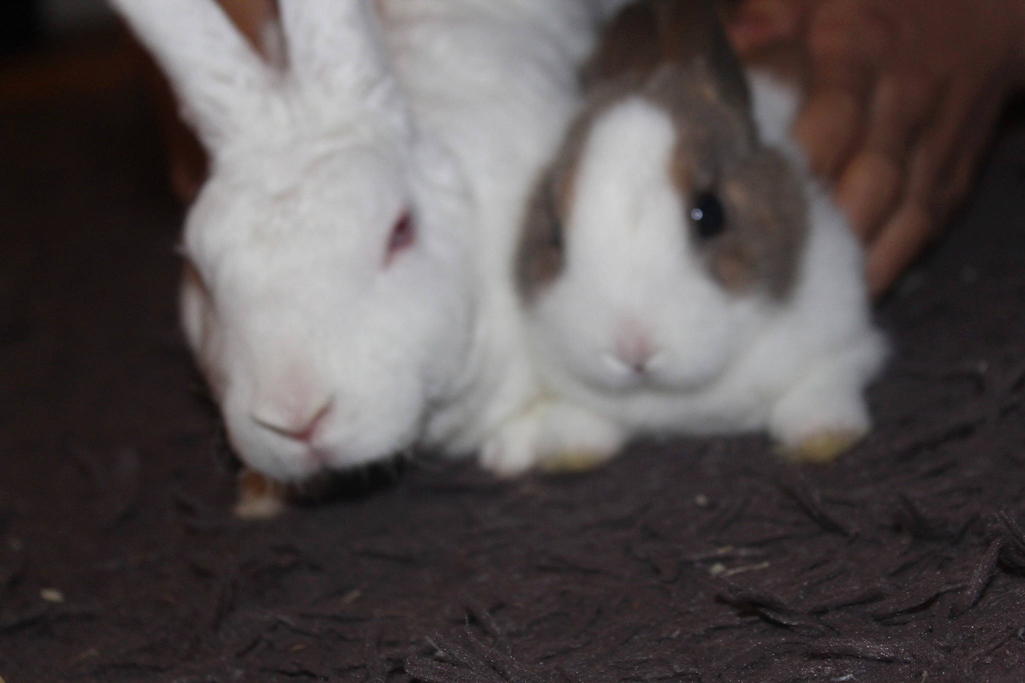 Petitcoeur a rejoint le concours — aidez-le/la à gagner de superbes lots ! domestic_rabbit, ear, fawn, hare, mammal, rabbit, rabbits_and_hares, skin, snout, whiskers