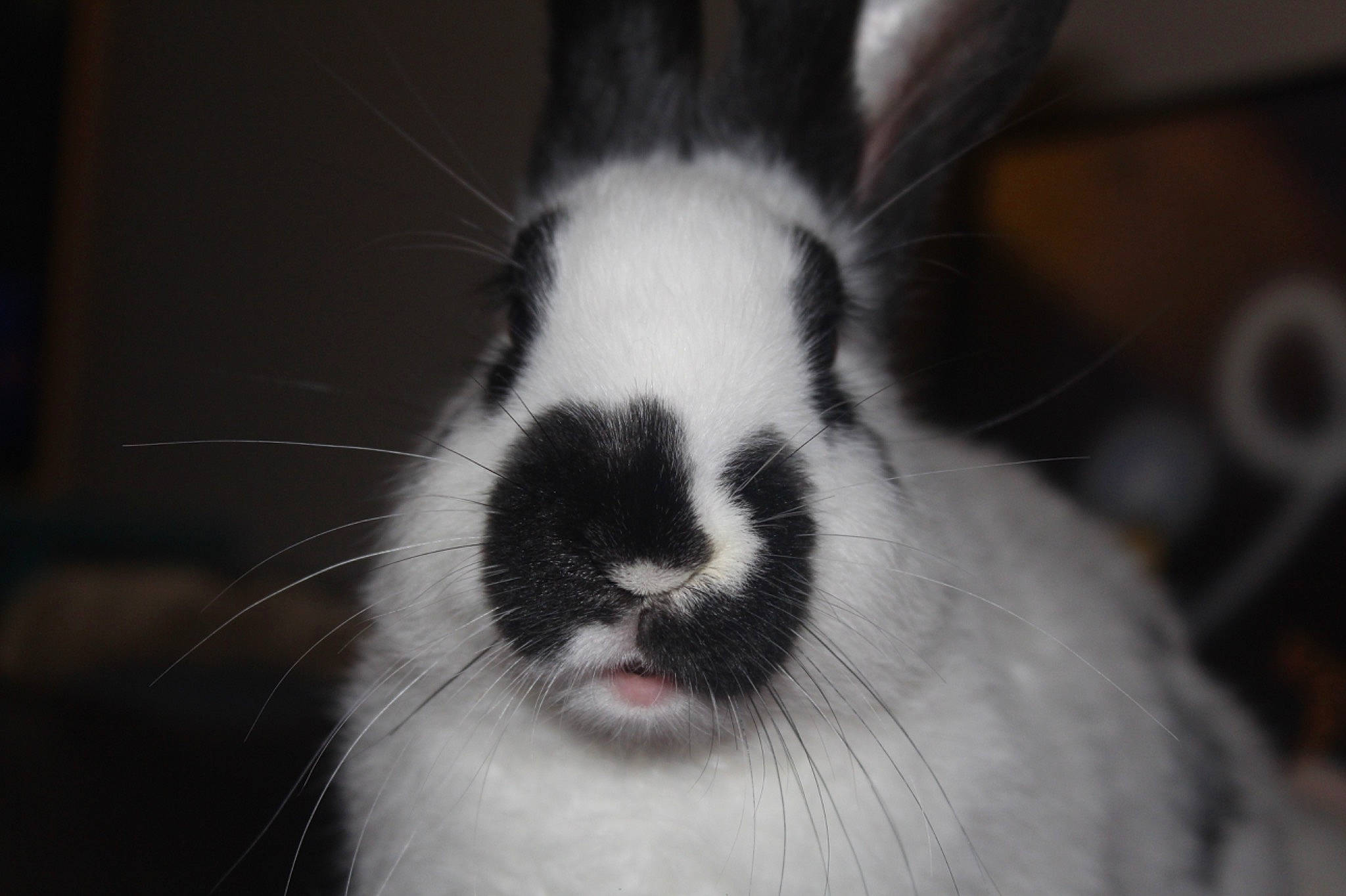 Petitcoeur a rejoint le concours — aidez-le/la à gagner de superbes lots ! black_and_white, close_up, domestic_rabbit, ear, fur, nose, rabbit, rabbits_and_hares, snout, whiskers, wildlife