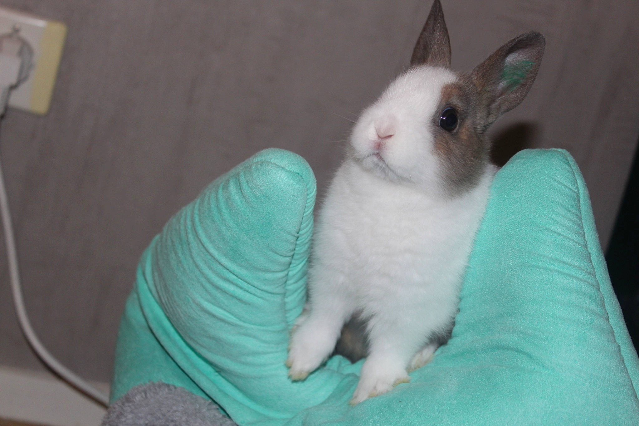 Poukie a rejoint le concours — aidez-le/la à gagner de superbes lots ! cat, domestic_rabbit, ear, fawn, felidae, mammal, rabbit, rabbits_and_hares, skin, vertebrate, whiskers