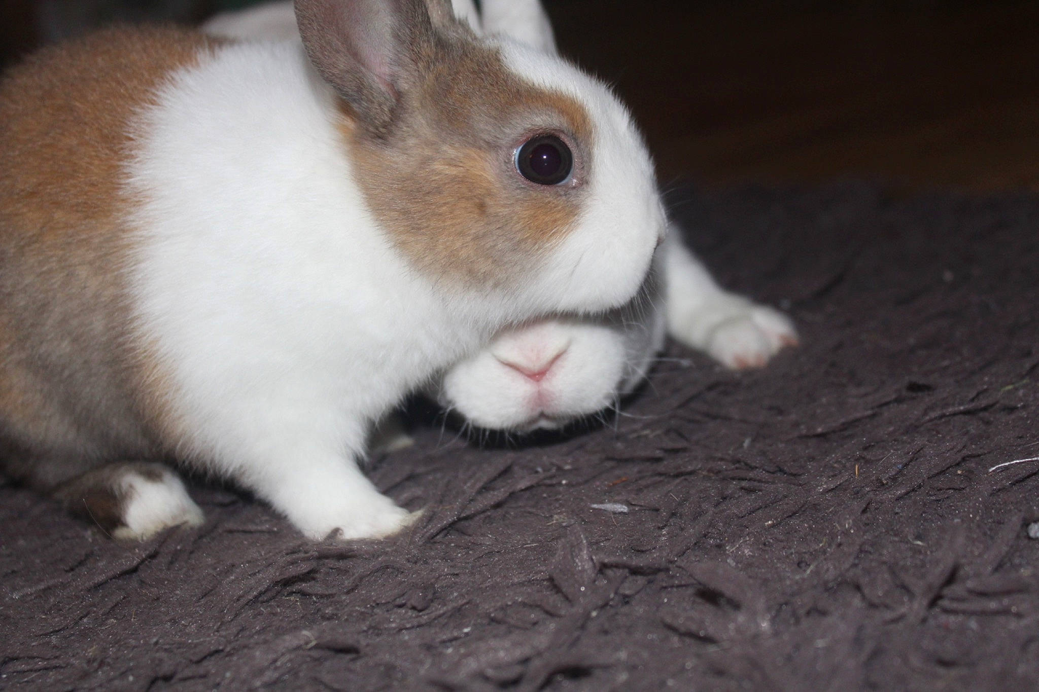 Poukie a rejoint le concours — aidez-le/la à gagner de superbes lots ! domestic_rabbit, ear, fawn, fur, hare, mammal, organism, rabbit, rabbits_and_hares, skin, snout, tail, whiskers, wildlife, wood_rabbit