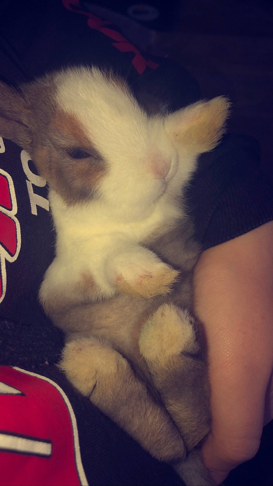 Poukie participe au concours pour gagner de l'argent avec cette photo : canidae, carnivore, dog, dog_breed, ear, nose, puppy, siberian_husky, skin, tail