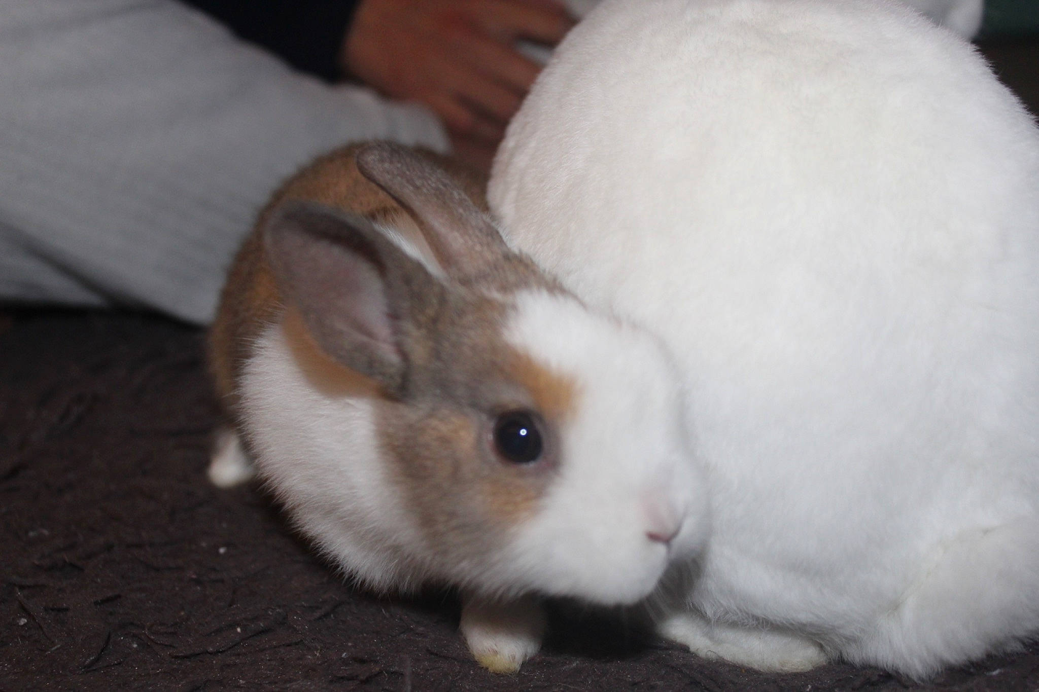 Poukie a rejoint le concours — aidez-le/la à gagner de superbes lots ! domestic_rabbit, ear, fawn, fur, guinea_pig, hare, mammal, rabbit, rabbits_and_hares, whiskers