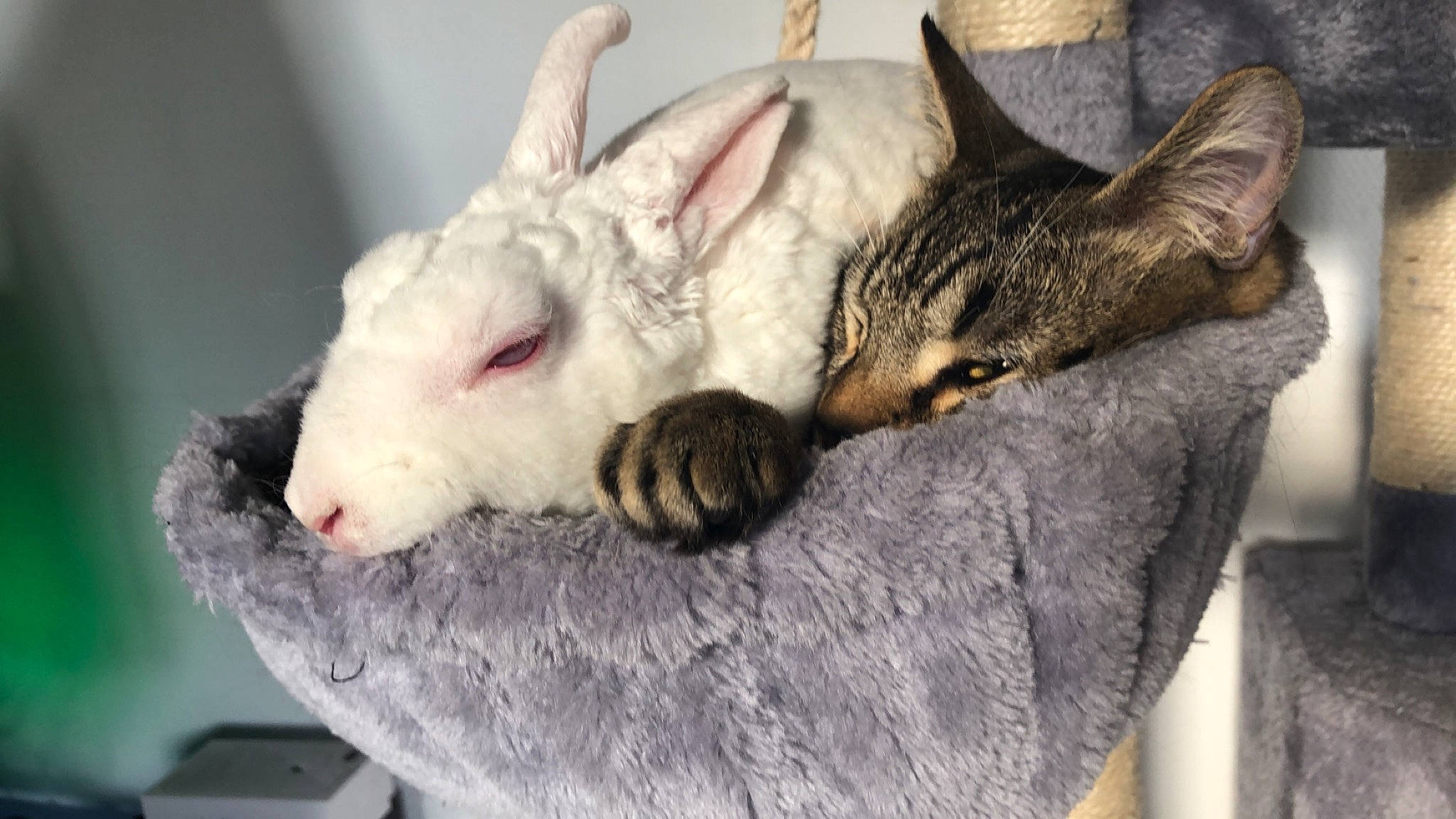 Juliette Et Ruby a rejoint le concours — aidez-le/la à gagner de superbes lots ! aegean_cat, carnivore, cat, cornish_rex, ear, european_shorthair, fawn, felidae, kitten, mammal, oriental_longhair, oriental_shorthair, small_to_medium_sized_cats, snout, whiskers