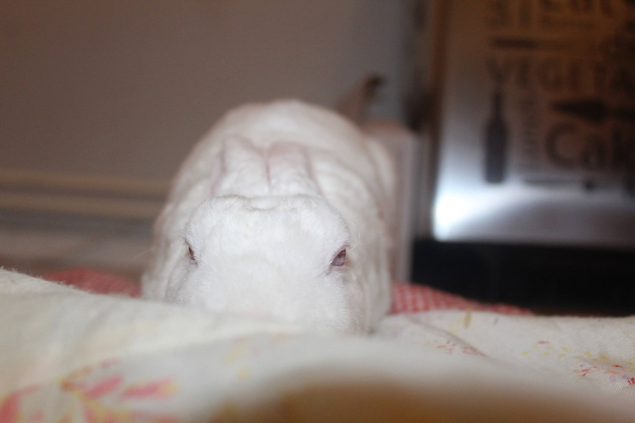 Juliette participe au concours pour gagner de l'argent avec cette photo : nose, snout