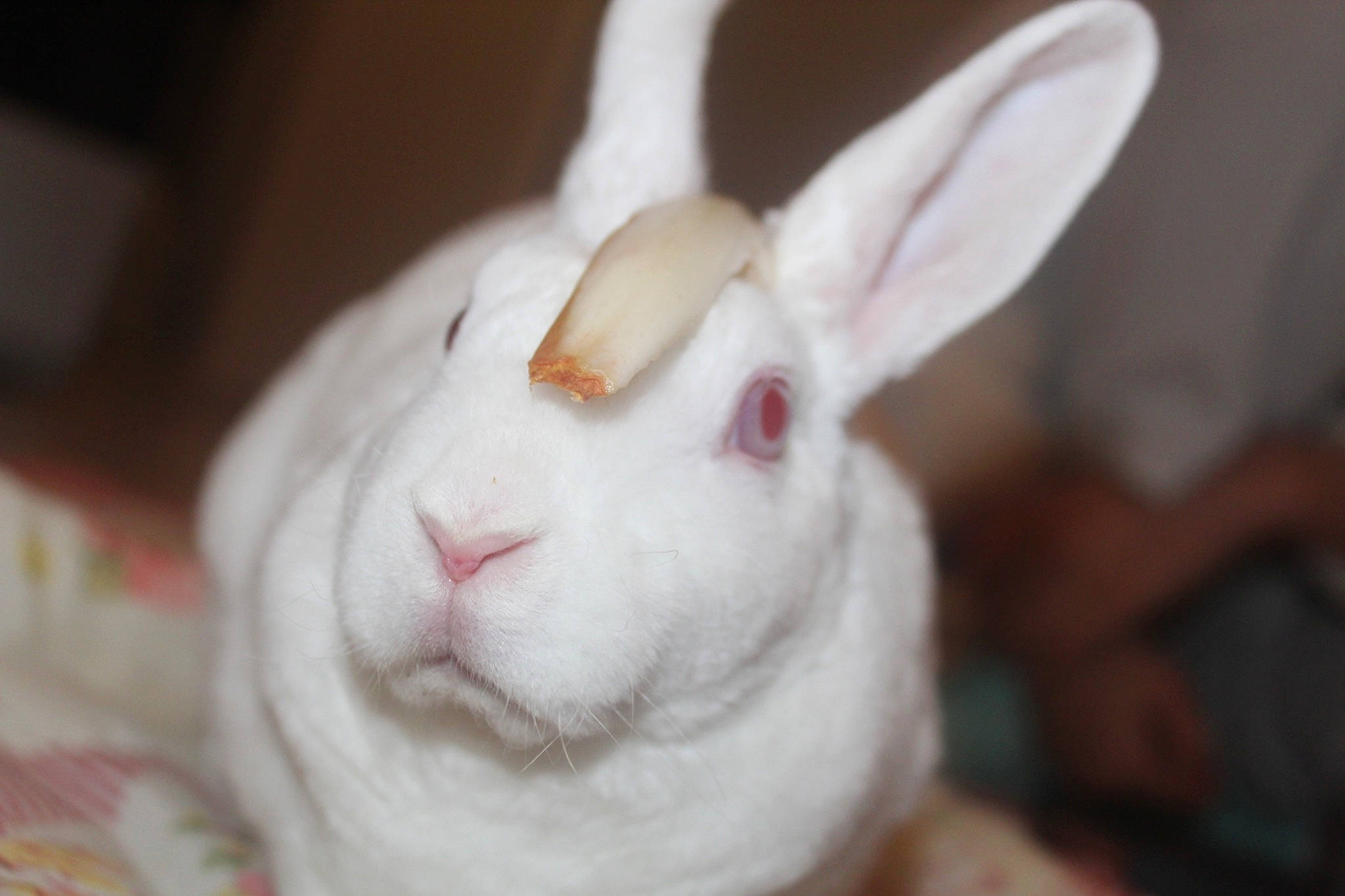 Juliette a rejoint le concours — aidez-le/la à gagner de superbes lots ! domestic_rabbit, ear, fawn, fur, hare, rabbit, rabbits_and_hares, skin, whiskers, white