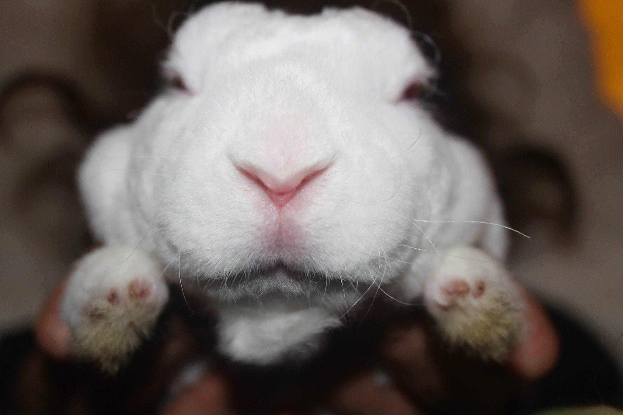 Juliette a rejoint le concours — aidez-le/la à gagner de superbes lots ! close_up, domestic_rabbit, ear, fawn, fur, mouth, nose, rabbit, rabbits_and_hares, skin, snout, whiskers