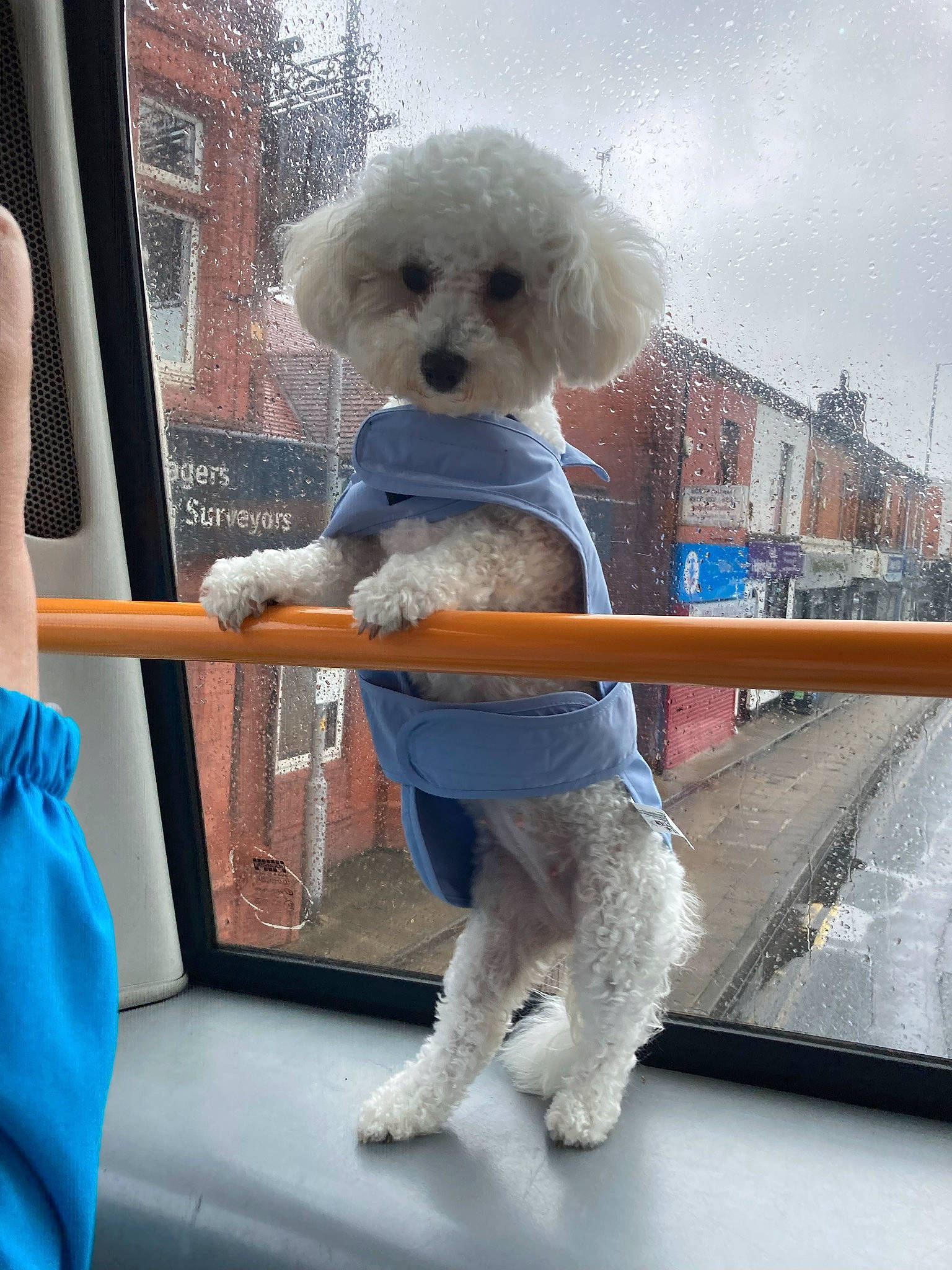 Kleopatra joined the competition — help win amazing prizes! blue, carnivore, companion_dog, dog_breed, doll, dress, eyewear, fashion_accessory, fawn, fur, mammal, sitting, sky, snout, stuffed_toy, toy, toy_dog, vertebrate, white, wig