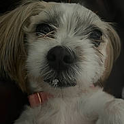 Izzy joined the competition — help win amazing prizes! dog, puppy, pet, close_up, nose, whiskers, collar, fur, eyes, portrait, indoor, couch, leather, white_fur, brown_ears, sleepy, macro, muzzle, adorable, companion