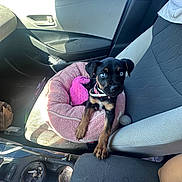 Chanel joined the competition — help win amazing prizes! dog, puppy, puppy_bed, car_interior, passenger_seat, front_seat, pink_bed, collar, blue_eye, heterochromia, paw, dashboard, cup_holder, ashtray, sunlight, window, parking_lot, car_door, fabric_seat, toy