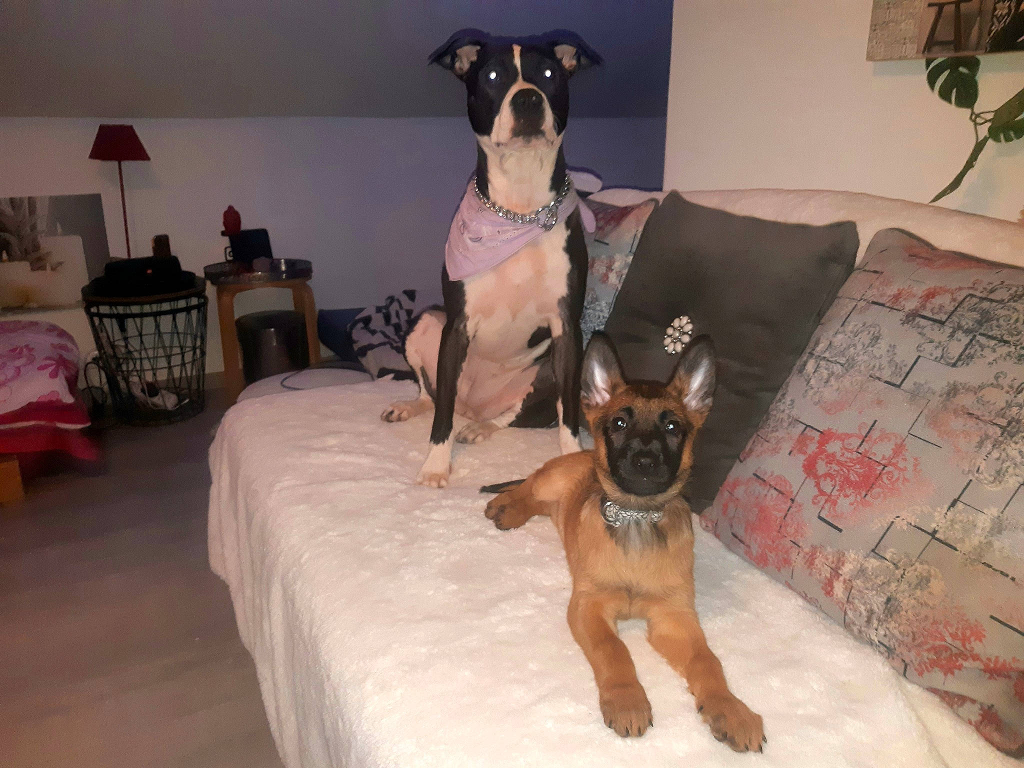 Xenã a rejoint le concours — aidez-le/la à gagner de superbes lots ! bed, carnivore, comfort, companion_dog, dog, dog_breed, dog_supply, fawn, flooring, furniture, houseplant, lamp, linens, pet_supply, plant, sporting_group, table, toy_dog, vertebrate, working_animal
