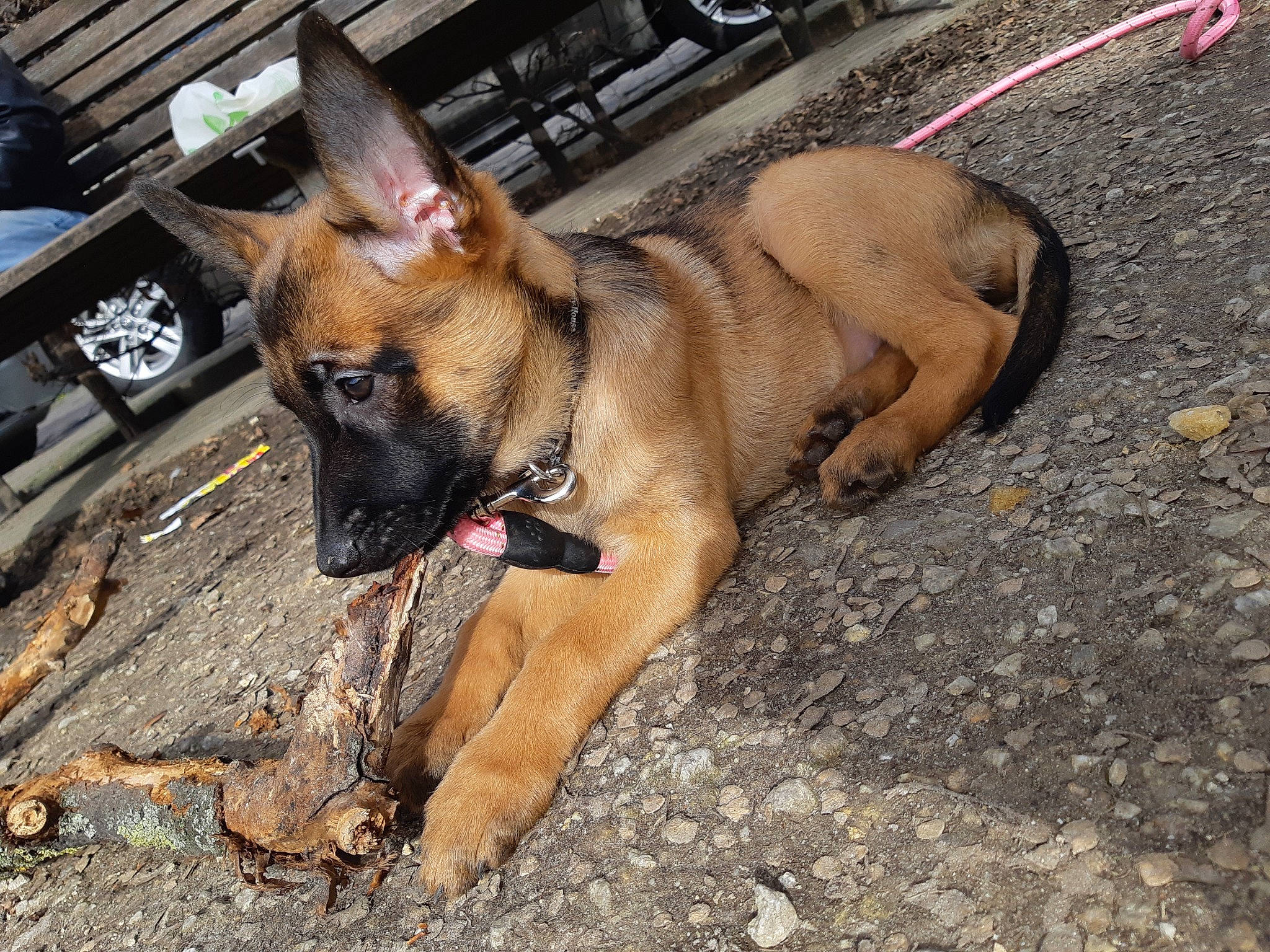 Xenã participe au concours pour gagner de l'argent avec cette photo : canidae, carnivore, companion_dog, dog, dog_breed, fawn, road, road_surface, snout, sporting_group, street, tire, wheel, working_animal, working_dog