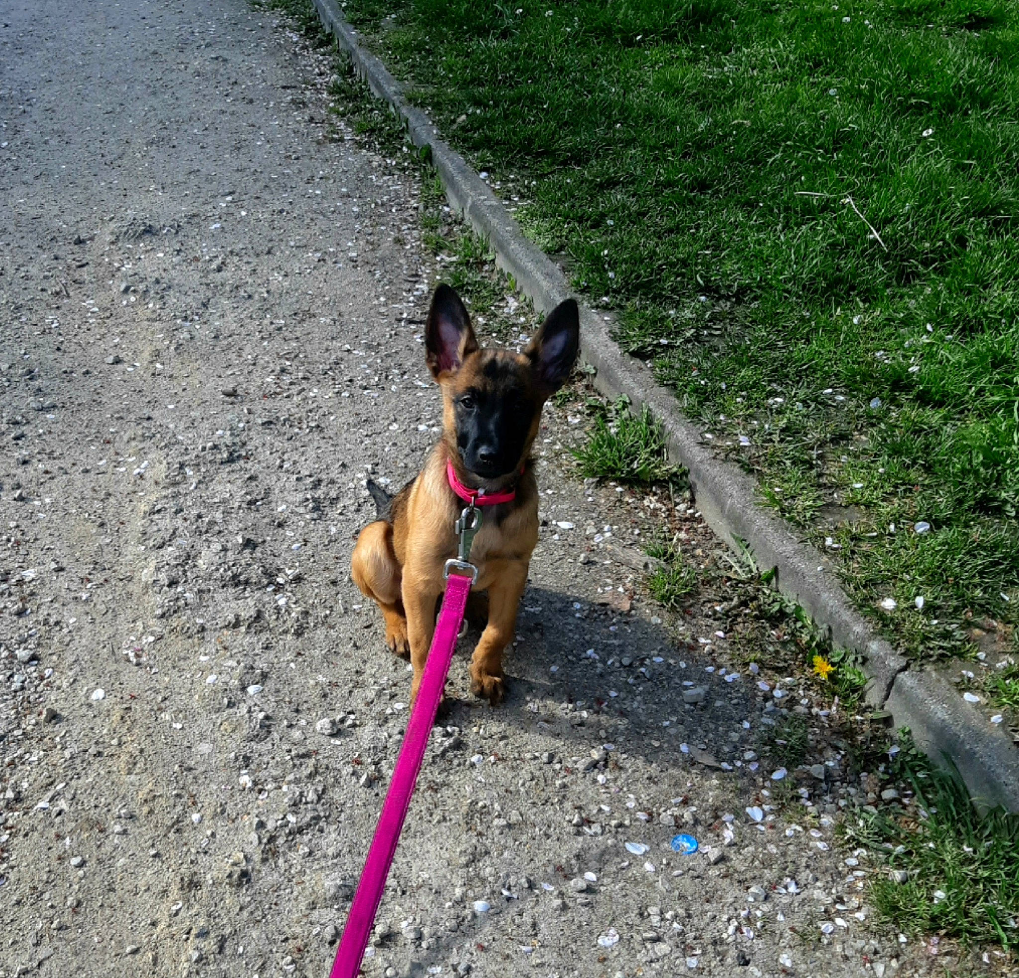 Xenã a rejoint le concours — aidez-le/la à gagner de superbes lots ! asphalt, carnivore, collar, companion_dog, dog, dog_breed, dog_clothes, dog_collar, dog_supply, fashion_accessory, fawn, grass, leash, pet_supply, plant, road_surface, sidewalk, tail, toy_dog, working_animal