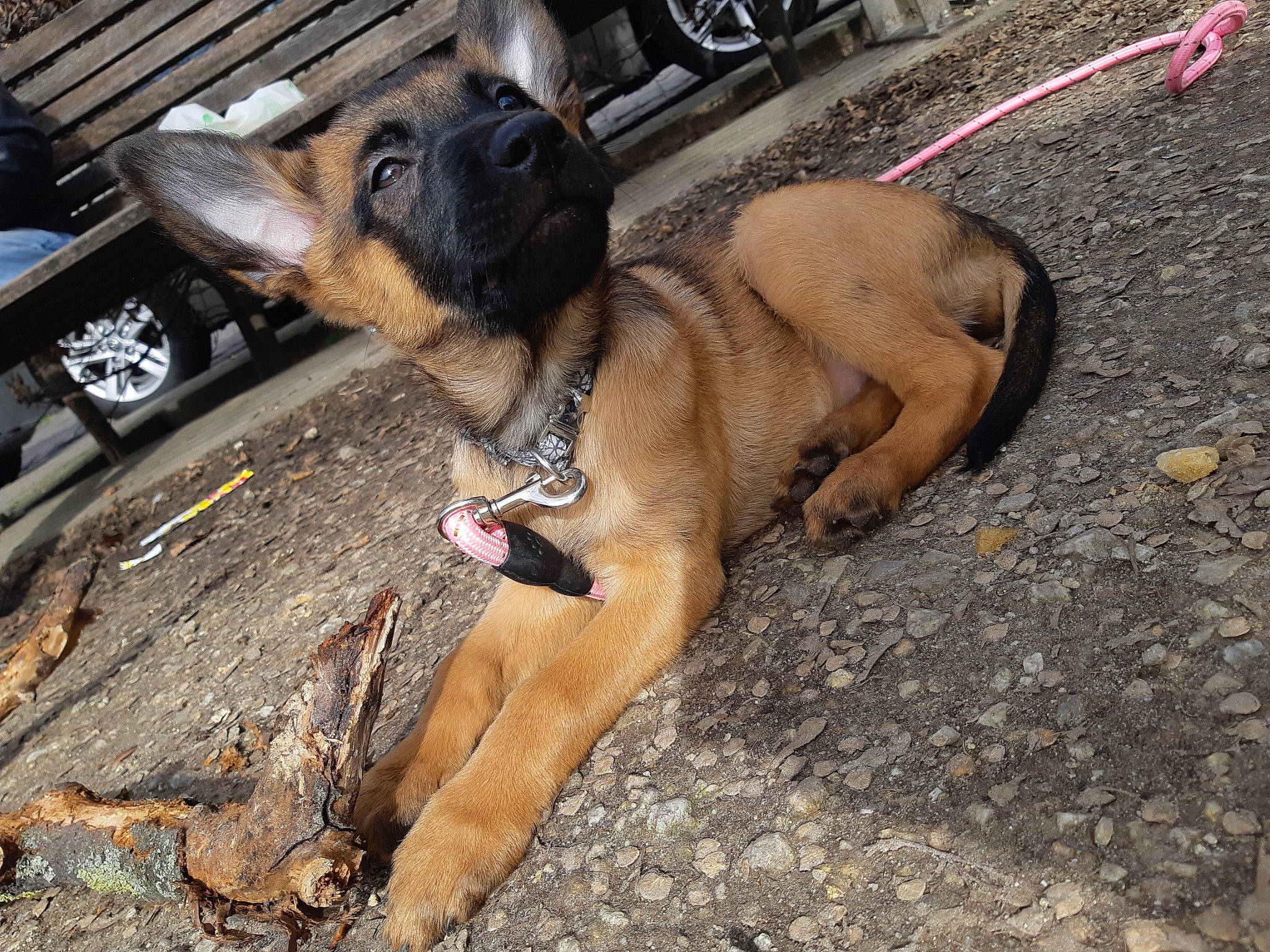 Xenã a rejoint le concours — aidez-le/la à gagner de superbes lots ! canidae, carnivore, companion_dog, dog, dog_breed, fawn, gas, guard_dog, paw, pet_supply, road_surface, snout, sporting_group, terrestrial_animal, tire, wheel, working_animal, working_dog