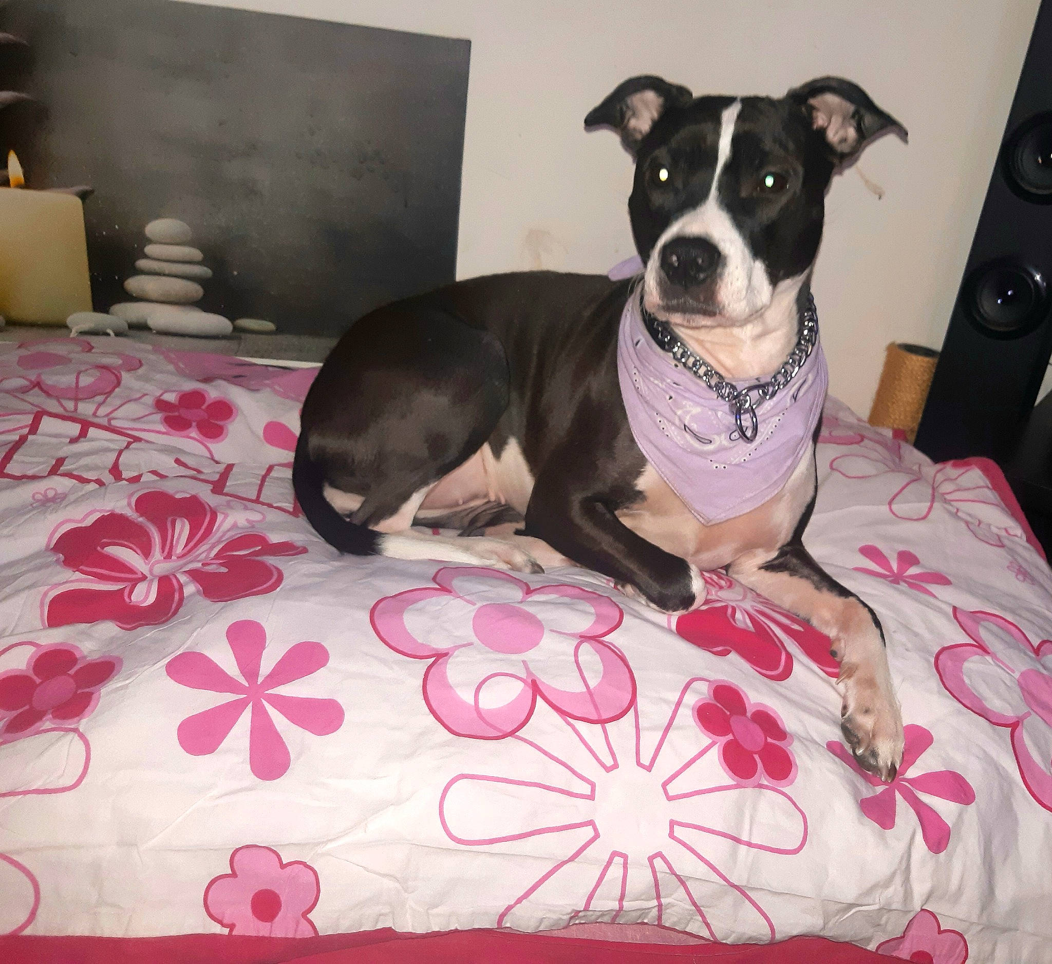 Bella participe au concours pour gagner de l'argent avec cette photo : bed, bedding, canidae, carnivore, collar, comfort, companion_dog, dog, dog_bed, dog_breed, dog_supply, fawn, flooring, linens, pattern, pet_supply, pink, snout, sporting_group, working_animal