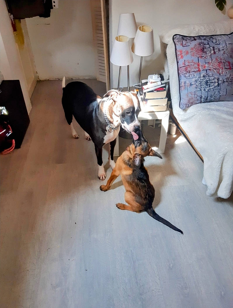 Bella a rejoint le concours — aidez-le/la à gagner de superbes lots ! building, carnivore, comfort, companion_dog, couch, dog, dog_breed, fawn, felidae, floor, flooring, grey, hardwood, house, laminate_flooring, lamp, living_room, picture_frame, small_to_medium_sized_cats, wood