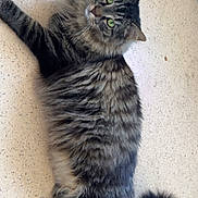 Tigrou a rejoint le concours — aidez-le/la à gagner de superbes lots ! cat, tabby_cat, fluffy_fur, green_eyes, lying_down, pet, indoor, curious, tail, whiskers, animal, feline, relaxed, floor, close_up, mammal, domestic_animal, cute, soft_fur, portrait