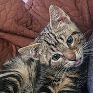 Amouch a rejoint le concours — aidez-le/la à gagner de superbes lots ! cat, kitten, tabby, tongue_out, fur, whiskers, ears, eyes, quilt, brown, cozy, cute, pet, animal, resting, close_up, indoor, soft, striped, young