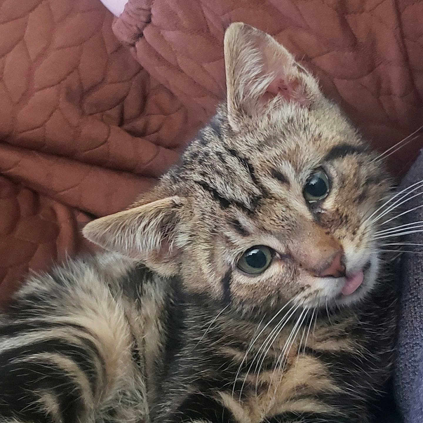 Amouch a rejoint le concours — aidez-le/la à gagner de superbes lots ! animal, brown, cat, close_up, cozy, cute, ears, eyes, fur, indoor, kitten, pet, quilt, resting, soft, striped, tabby, tongue_out, whiskers, young