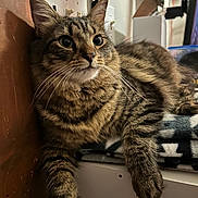 Rocky joined the competition — help win amazing prizes! cat, tabby, feline, pet, indoor, cozy, blanket, relaxed, paw, fur, whiskers, curious, animal, mammal, domestic, cute, resting, closeup, portrait, household
