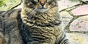 Rocky is registered to the contest to win money with this photo: cat, tabby, green_eyes, fur, whiskers, paws, outdoor, stone_path, grass, plants, nature, resting, animal, pet, mammal, close_up, daylight, alert, cute, fluffy