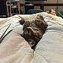 Rocky is registered to the contest to win money with this photo: cat, tabby, indoor, bed, blanket, quilt, furniture, television, lounge, pet, animal, relaxing, cozy, tail, ears, whiskers, fur, home, curious, soft