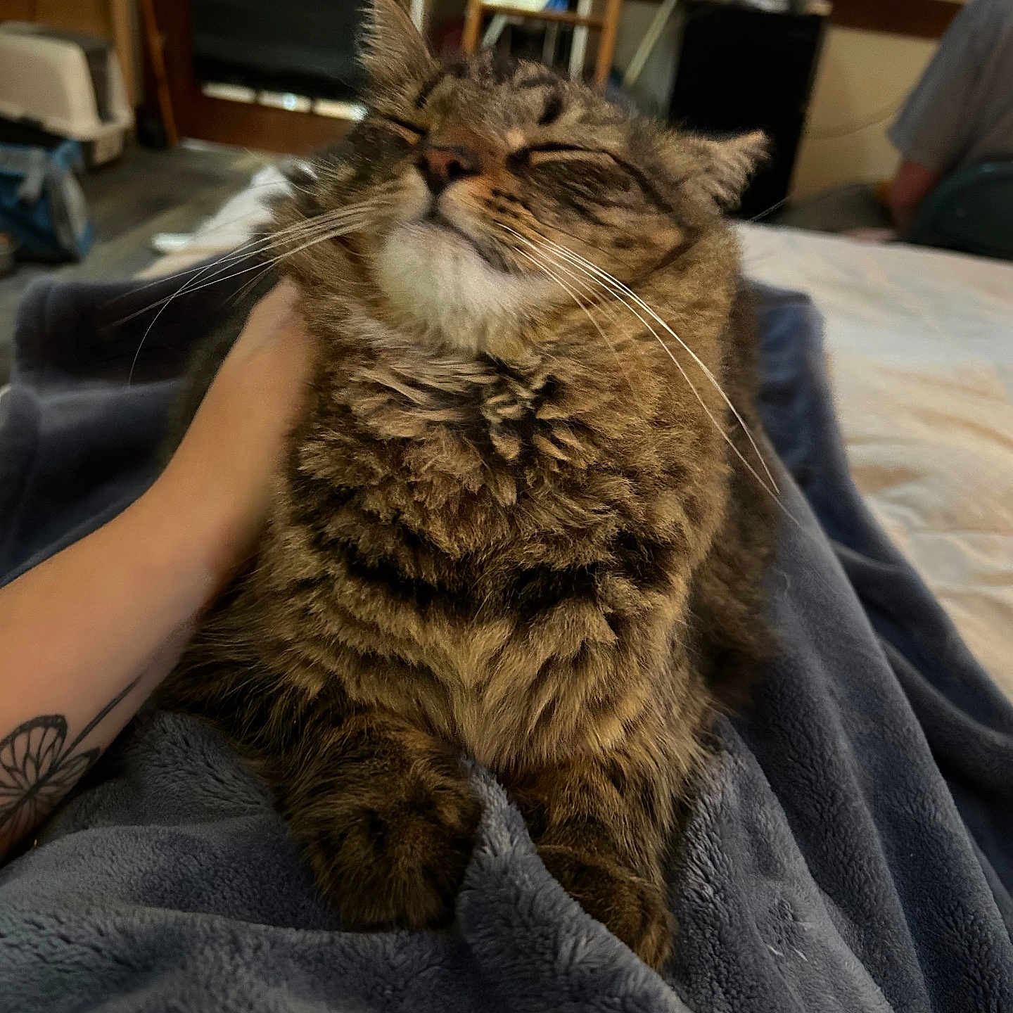 Rocky is registered to the contest to win money with this photo: arm, blanket, cat, comfort, cozy, feline, fluffy, fur, furniture, hand, home, indoor, person, petting, relaxed, resting, tabby, tattoo, television, whiskers