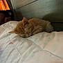 kitten, cat, sleeping, bed, quilt, blanket, indoor, cozy, fur, pet, animal, resting, cute, small, feline, soft, comfort, headboard, orange_cat, nap