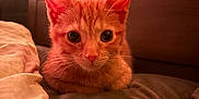 Chip is registered to the contest to win money with this photo: kitten, cat, orange_cat, pet, bed, blanket, indoor, resting, cute, fur, animal, whiskers, ears, closeup, sleepy, cozy, soft, domestic_cat, young_cat, feline