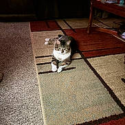 Emma is registered to the contest to win money with this photo: animal, brown_fur, carpet, cat, cozy, curious, decor, floor, furniture, home, indoor, living_room, pet, relaxed, resting, rug, striped, tabby_cat, table, white_paws