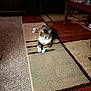 animal, brown_fur, carpet, cat, cozy, curious, decor, floor, furniture, home, indoor, living_room, pet, relaxed, resting, rug, striped, tabby_cat, table, white_paws